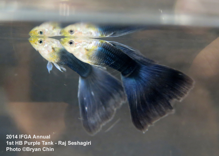 Half Black Purple Guppy Tank